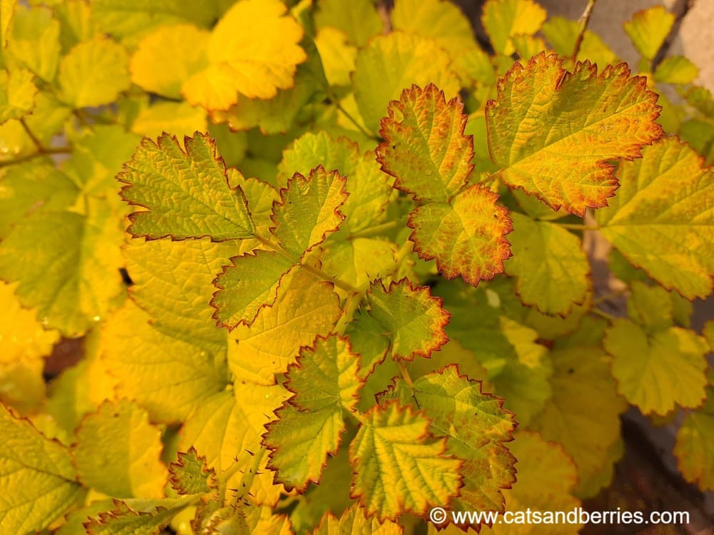 Rubus parvifolius “Ogon”