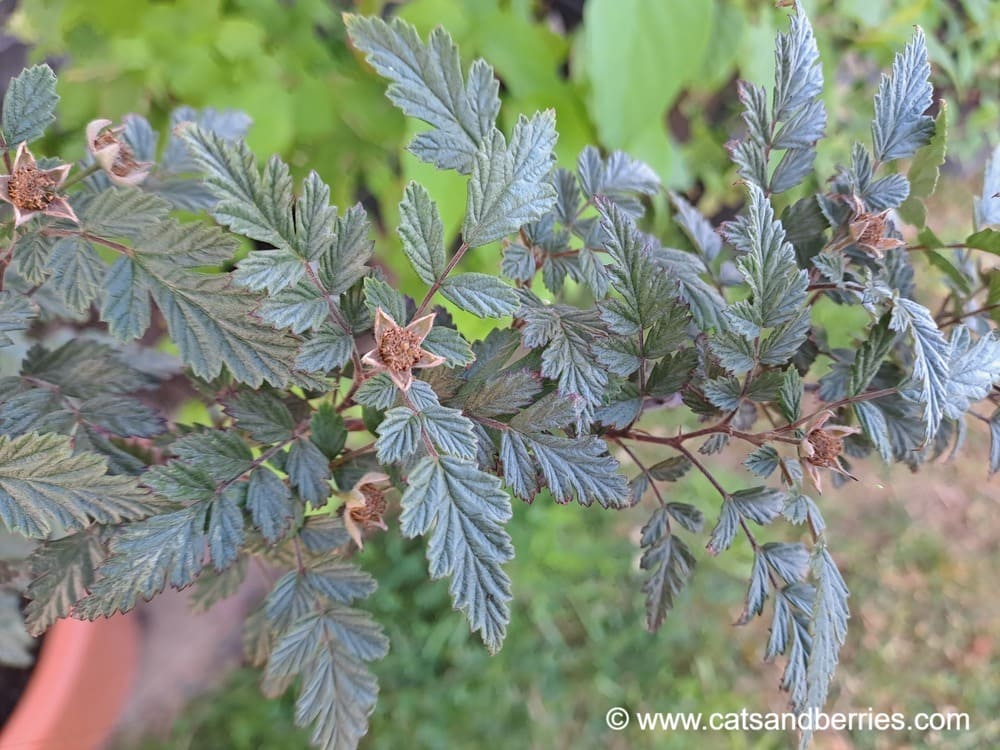 Rubus thibetanus "Silver fern"