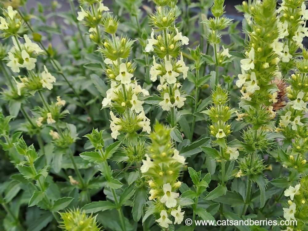 sideritis hyssopifolia