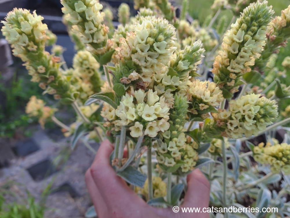 Sideritis syriaca