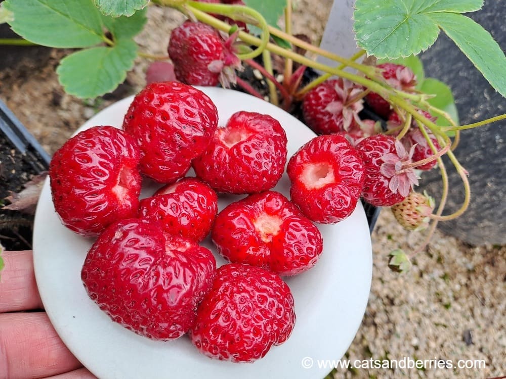 Fragaria x ananassa "Mieze Schindler"