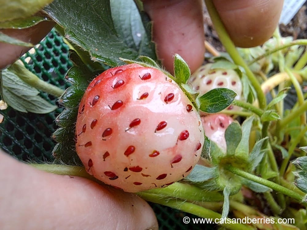 Fragaria x ananassa "White Carolina"