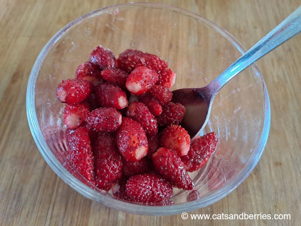 Fragaria vesca "Ali Baba"