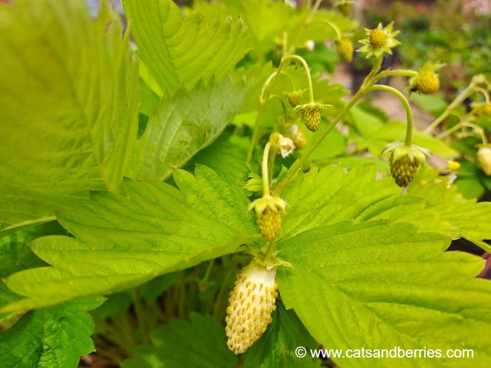 Fragaria vesca "Yellow Wonder"