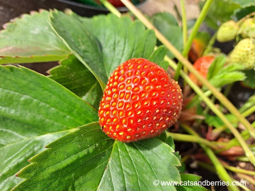 Fragaria x ananassa "Wädenswil 6"