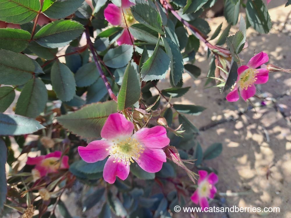 Rosa glauca var. mechliniae