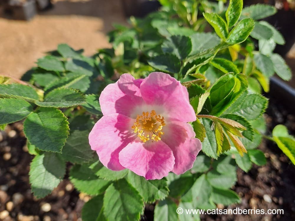 Rosa pulverulenta