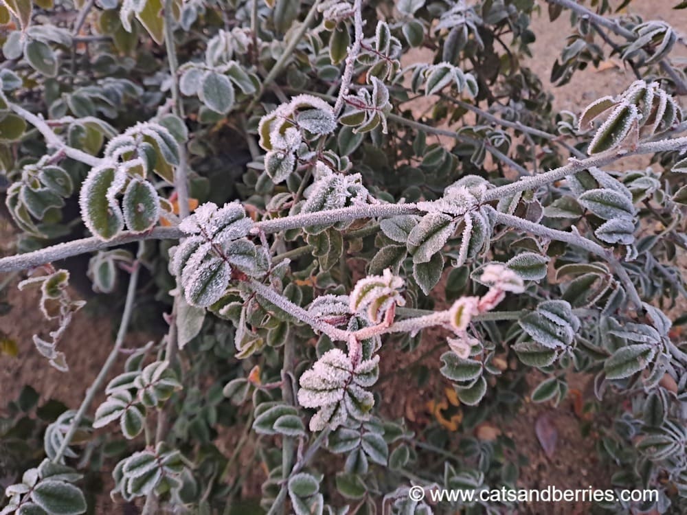 Rosa sempervirens