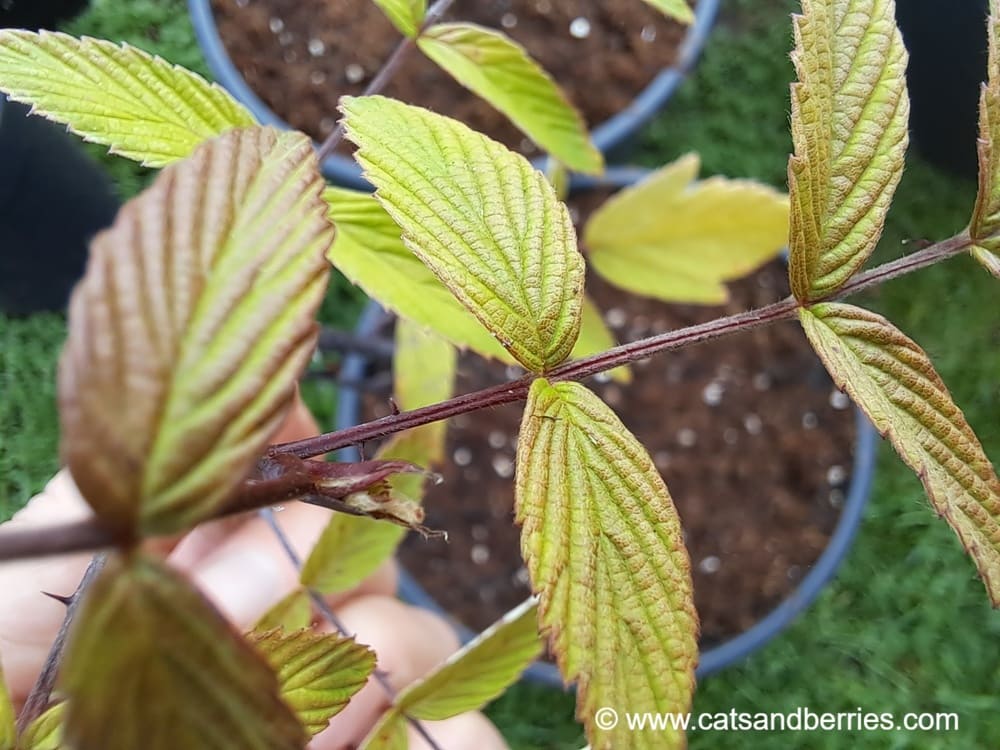 Rubus coreanus "Dart’s Mahogany"