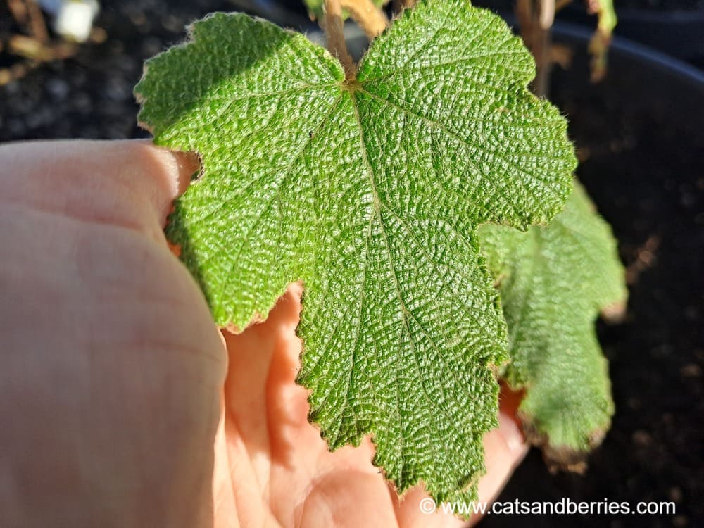 Rubus formosensis