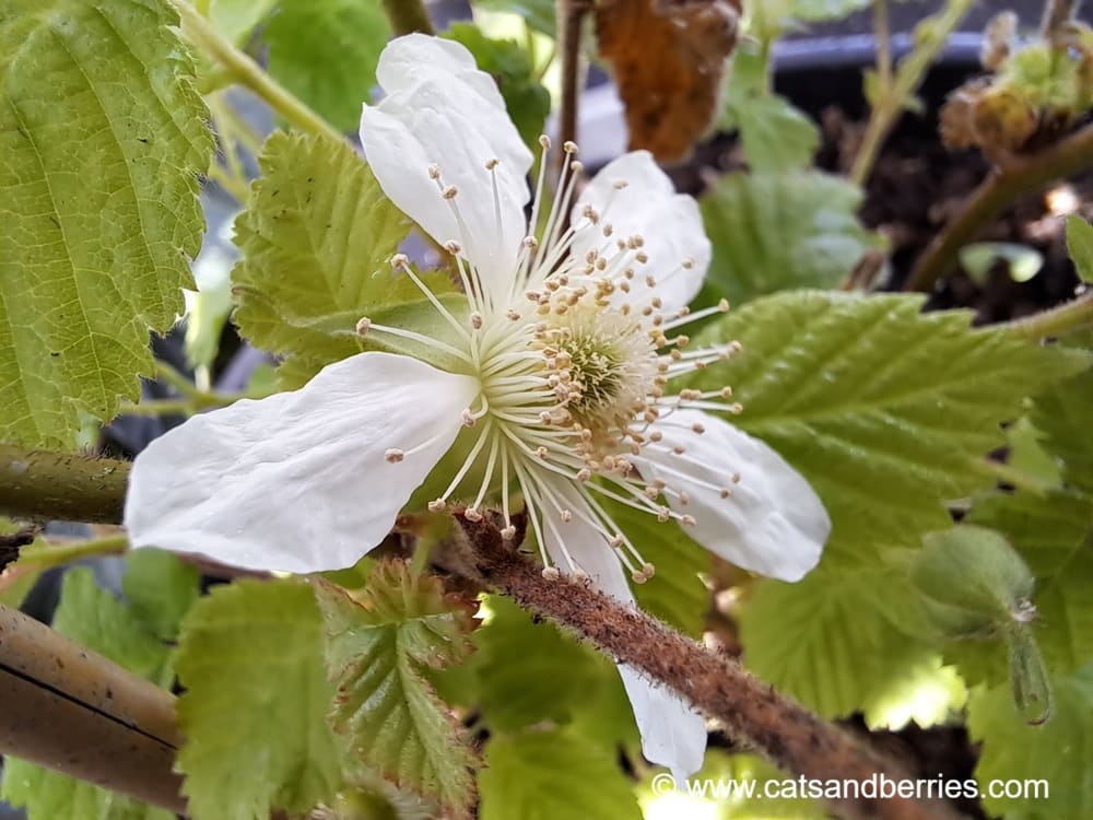Rubus hirsutus