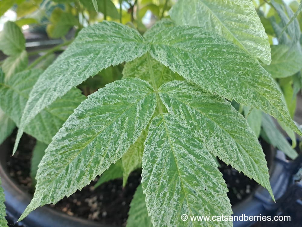 Rubus hirsutus "Fuiri"