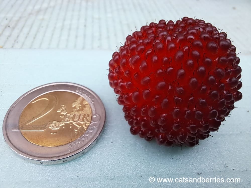 Rubus illecebrosus