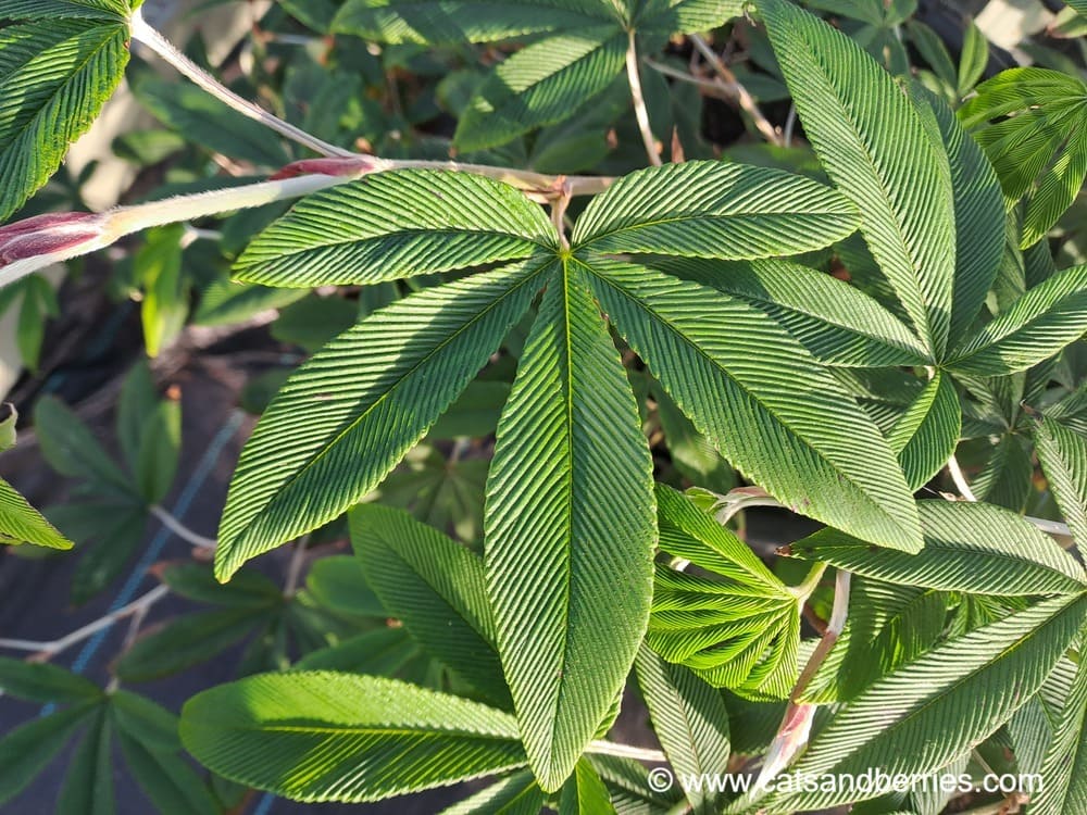 Rubus lineatus