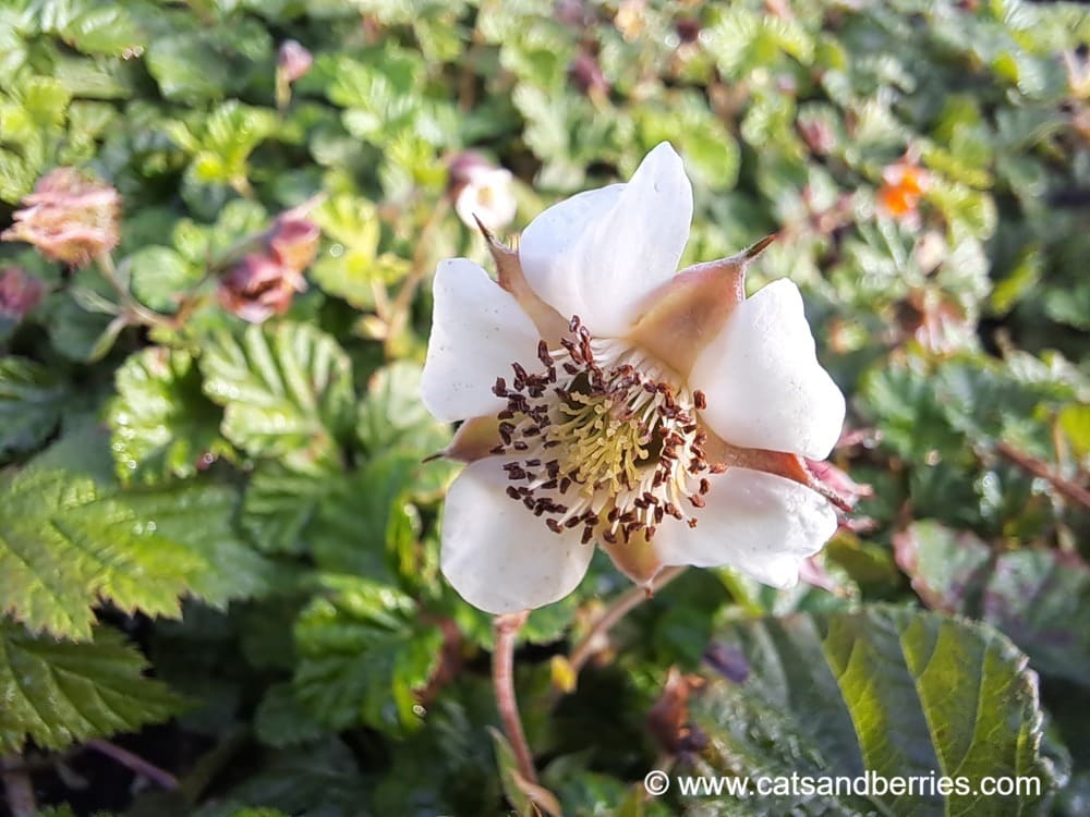 Rubus nepalensis