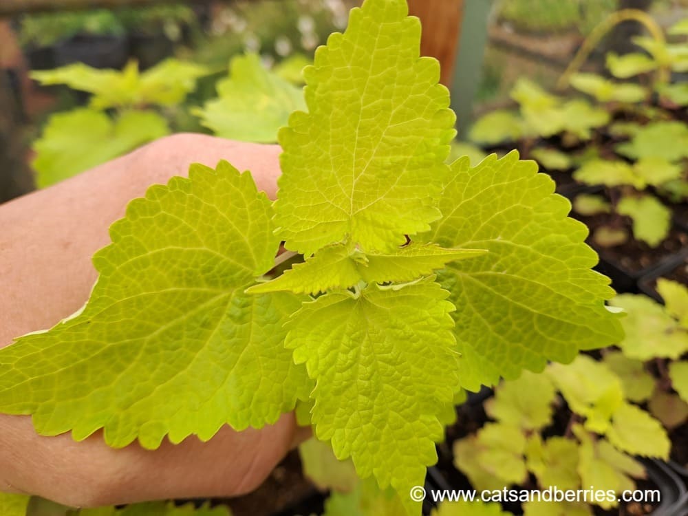 Agastache rugosa "Golden Jubilee"