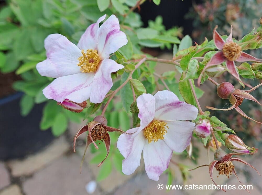 Rosa iliensis