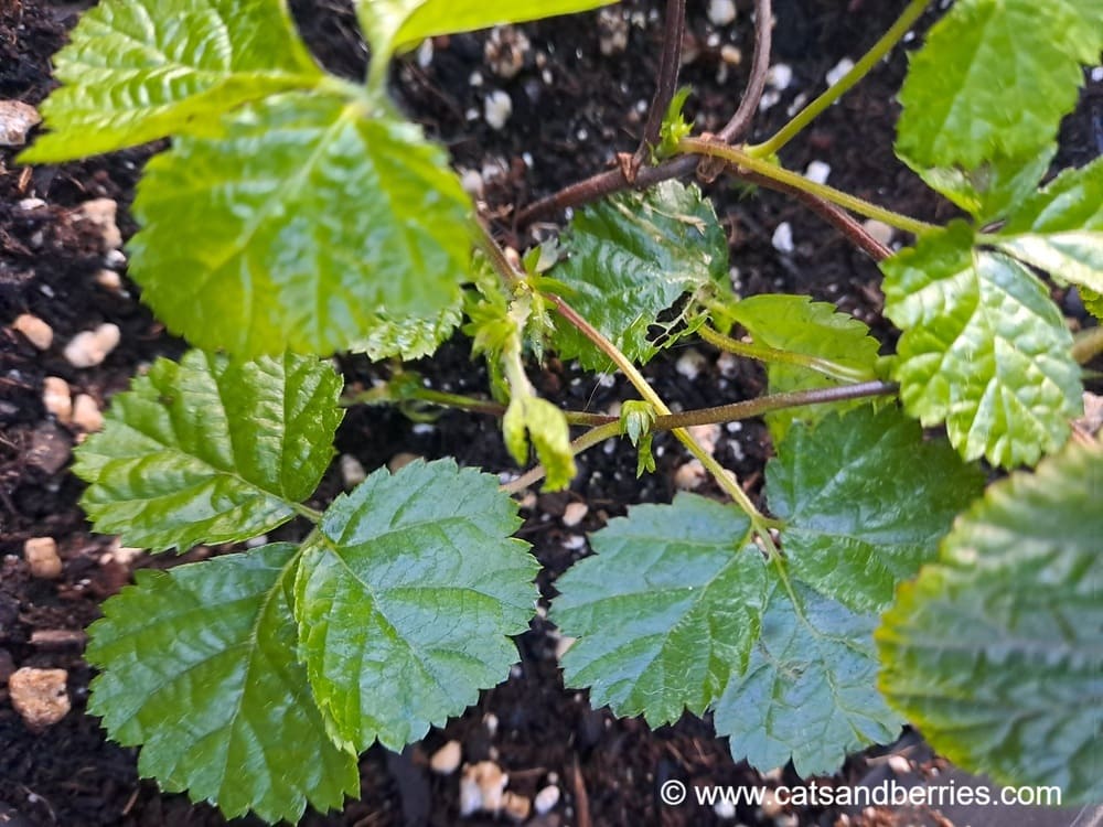 Rubus rubrisetulosus