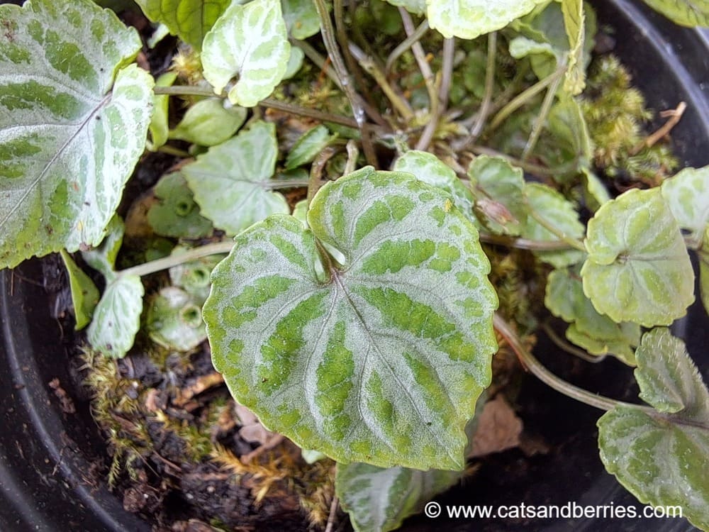 Viola selkirkii f. variegata